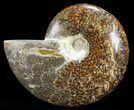 Polished, Agatized Ammonite (Cleoniceras) - Madagascar #60752-1